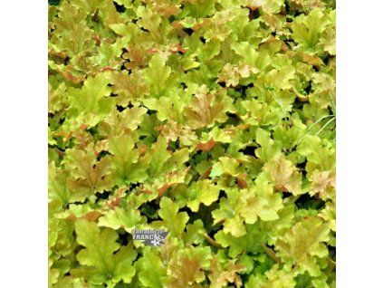 heuchera marmelade1m1