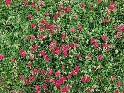 helianthemum hybride cerise queen
