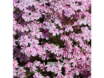 phlox candy1m1
