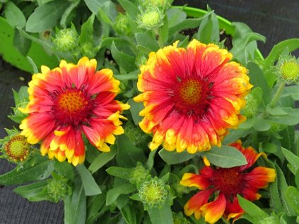 Gailardia%20aristata%20Arizona%20Sun%2001