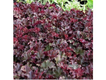 heuchera melting fire1m1