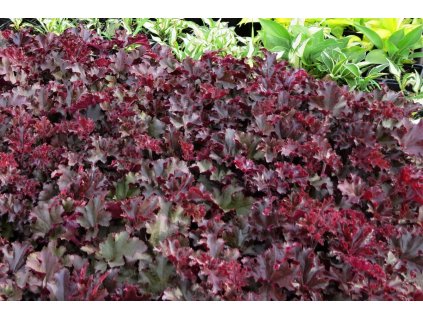 Heuchera%20Melting%20Fire%2002