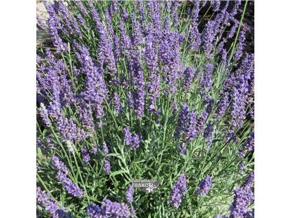 lavandula a.b.1m1