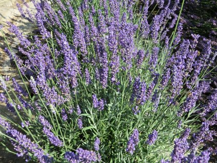 Lavandula%20intermedia%20Anniversary%20Bouquet%2003