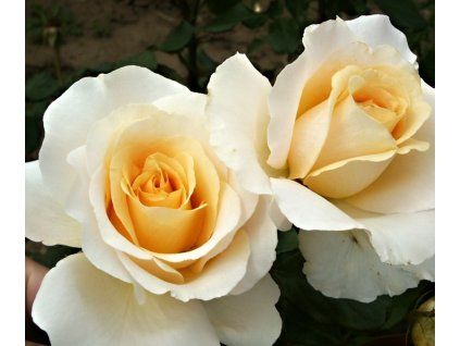 Rosa%20Common%20Wealth%20Glory