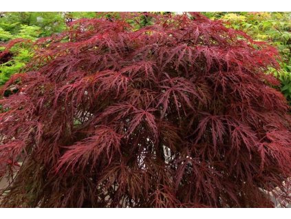 Acer%20palmatum%20Crimson%20Queen%2001