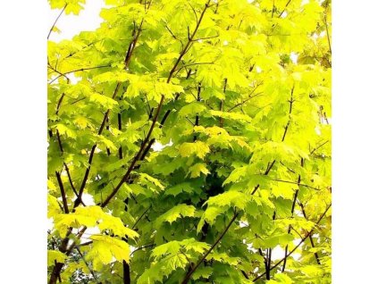 Acer%20platanoides%20Princeton%20Gold