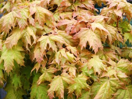 Acer%20platanoides%20Golden%20Globe