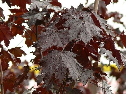 Acer%20platanoides%20Royal%20Red