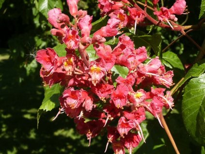 Aesculus%20carnea%20Briotii%2002