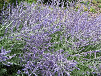 Perowskia%20Blue%20Spire%2002