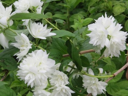 Philadelphus%20Minnesota%20Snowflake%2001