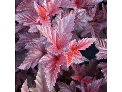 Physocarpus%20opulif%20Schuch%2001