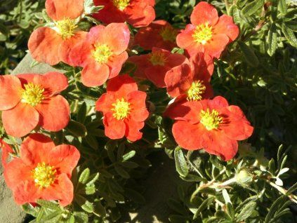 Potentilla%20fruticosa%20Red%20Ace%2003