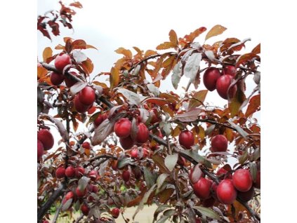 Prunus cerasifera Hollywood 03