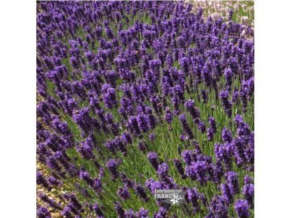 lavandula hidcote1m1