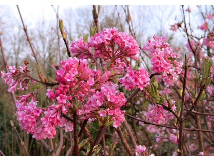 Viburnum%20bodnatense%20Dawn%2002