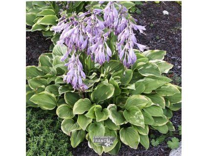 hosta golden tiara1m1