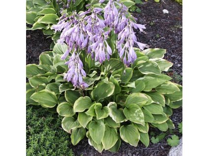 Hosta%20Golden%20Tiara