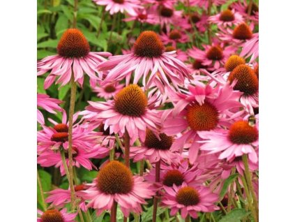 echinacea compact rose1m1