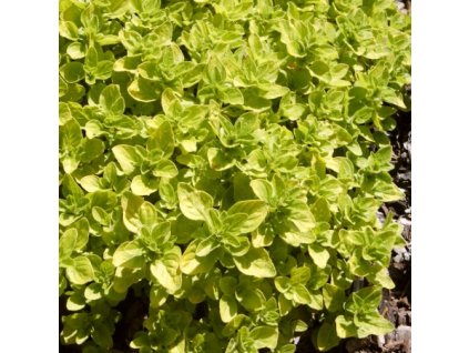 Origanum%20vulgare%20Aureum01