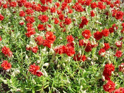 helianthemum%20amabile%20plenum