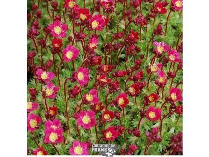 saxifraga red1m1