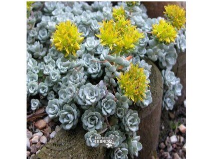 sedum cape bl.1m1