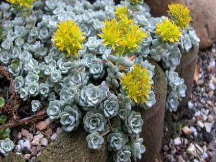 sedum%20spat.%20cape%20blanco%20 %20kopie