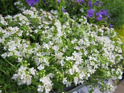 Thymus%20praecox%20Albus%2001