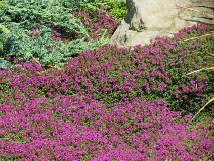 Thymus%20serphyllum%20Coccineum%2001