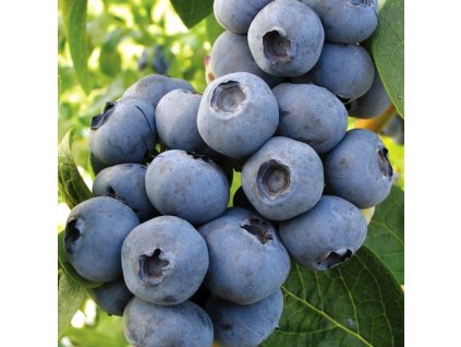 Vaccinium corymbosum Toro 01m