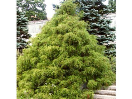 Cham%20pisifera%20Filifera