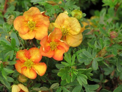 Potentilla fruticosa Oleška 02