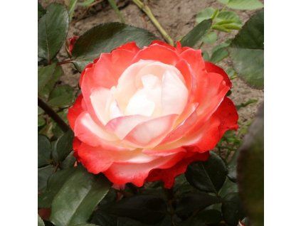 Rosa%20Nostalgie