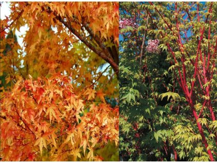 Acer%20palmatum%20Sango%20kaku