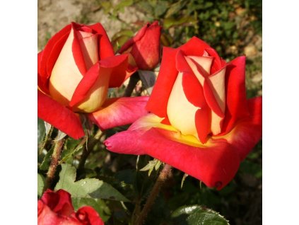 Rosa%20Gailardia
