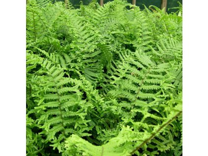 Dryopteris%20affinis%20The%20King