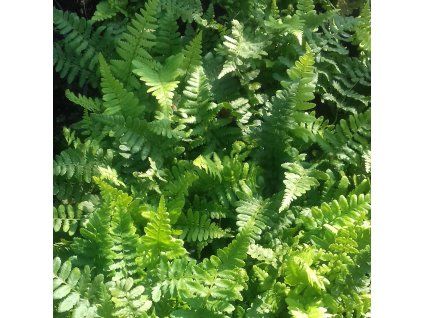 Dryopteris%20affinis%20Pinderi01s