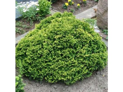 Cham%20pisifera%20Nana%2001