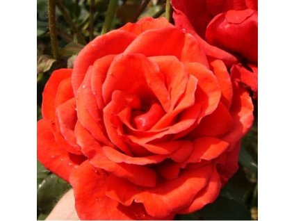 Rosa Queen of Bermuda