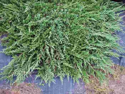 Juniperus%20horizontalis%20Prince%20of%20Wales%2001