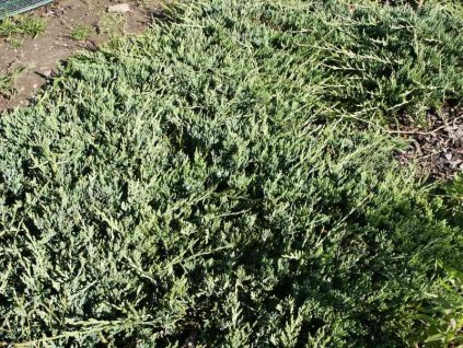 Juniperus%20horizontalis%20Wiltonii%2003