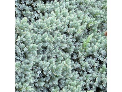 Juniperus%20squamata%20Blue%20Star%2005