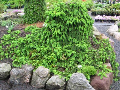 Picea%20abies%20Inversa%2002