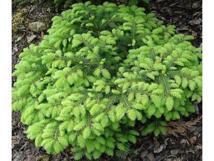 Picea%20abies%20Nidiformis%2002