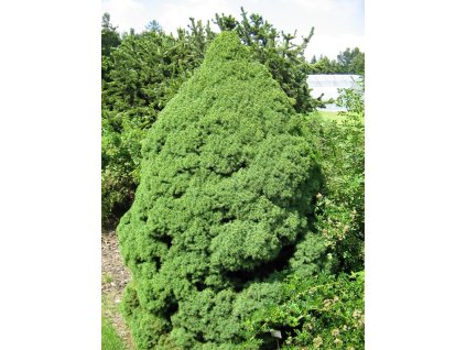 Picea%20glauca%20Conica%2002