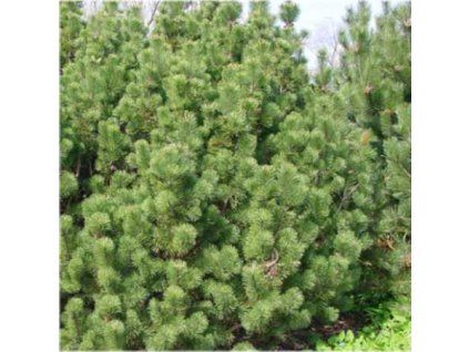 Pinus%20mugo%20mugo