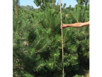 Pinus%20nigra%2002
