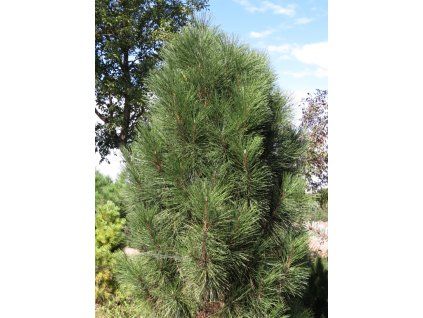 Pinus%20nigra%20Pyramidalis%2003